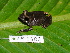  (Pristimantis aff. taeniatus 1 - AJC 1683)  @14 [ ] CreativeCommons - Attribution Non-Commercial Share-Alike (2010) Copyright Andrew J. Crawford Smithsonian Tropical Research Institute