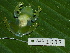  ( - AJC 1688)  @15 [ ] CreativeCommons - Attribution Non-Commercial Share-Alike (2010) Copyright Andrew J. Crawford Smithsonian Tropical Research Institute