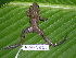  ( - AJC 1813)  @15 [ ] CreativeCommons - Attribution Non-Commercial Share-Alike (2010) Copyright Andrew J. Crawford Smithsonian Tropical Research Institute