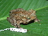  ( - AJC 1818)  @13 [ ] CreativeCommons - Attribution Non-Commercial Share-Alike (2010) Copyright Andrew J. Crawford Smithsonian Tropical Research Institute