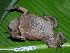  ( - AJC 1818)  @13 [ ] CreativeCommons - Attribution Non-Commercial Share-Alike (2010) Copyright Andrew J. Crawford Smithsonian Tropical Research Institute