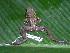  ( - AJC 1824)  @14 [ ] CreativeCommons - Attribution Non-Commercial Share-Alike (2010) Copyright Andrew J. Crawford Smithsonian Tropical Research Institute