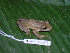  ( - AJC 1827)  @13 [ ] CreativeCommons - Attribution Non-Commercial Share-Alike (2010) Copyright Andrew J. Crawford Smithsonian Tropical Research Institute