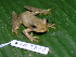  ( - AJC 1828)  @13 [ ] CreativeCommons - Attribution Non-Commercial Share-Alike (2010) Copyright Andrew J. Crawford Smithsonian Tropical Research Institute