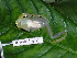  ( - AJC 1837)  @12 [ ] CreativeCommons - Attribution Non-Commercial Share-Alike (2010) Copyright Andrew J. Crawford Smithsonian Tropical Research Institute