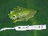  (Hyalinobatrachium chirripoi - AJC 1841)  @14 [ ] CreativeCommons - Attribution Non-Commercial Share-Alike (2010) Copyright Andrew J. Crawford Smithsonian Tropical Research Institute