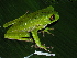  (Phyllomedusinae - CH 6322)  @14 [ ] CreativeCommons - Attribution Non-Commercial Share-Alike (2010) Copyright César Jaramillo Smithsonian Tropical Research Institute