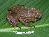  ( - CH 6331)  @14 [ ] CreativeCommons - Attribution Non-Commercial Share-Alike (2010) Copyright César Jaramillo Smithsonian Tropical Research Institute