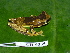  (Dendropsophus - CH 6335)  @16 [ ] CreativeCommons - Attribution Non-Commercial Share-Alike (2010) Copyright César Jaramillo Smithsonian Tropical Research Institute