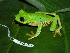  (Agalychnis - CH 6341)  @14 [ ] CreativeCommons - Attribution Non-Commercial Share-Alike (2010) Copyright César Jaramillo Smithsonian Tropical Research Institute