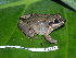  (Leptodactylus poecilochilus - CH 6343)  @15 [ ] CreativeCommons - Attribution Non-Commercial Share-Alike (2010) Copyright César Jaramillo Smithsonian Tropical Research Institute