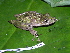  (Scinax boulengeri - CH 6346)  @15 [ ] CreativeCommons - Attribution Non-Commercial Share-Alike (2010) Copyright César Jaramillo Smithsonian Tropical Research Institute