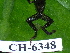  ( - CH 6348)  @12 [ ] CreativeCommons - Attribution Non-Commercial Share-Alike (2010) Copyright César Jaramillo Smithsonian Tropical Research Institute