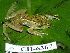  ( - CH 6367)  @14 [ ] CreativeCommons - Attribution Non-Commercial Share-Alike (2010) Copyright César Jaramillo Smithsonian Tropical Research Institute