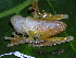  (Hypsiboas - CH 6372)  @16 [ ] CreativeCommons - Attribution Non-Commercial Share-Alike (2010) Copyright César Jaramillo Smithsonian Tropical Research Institute