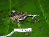  (Engystomops pustulosus - CH 6374)  @14 [ ] CreativeCommons - Attribution Non-Commercial Share-Alike (2010) Copyright César Jaramillo Smithsonian Tropical Research Institute