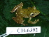  ( - CH 6392)  @13 [ ] CreativeCommons - Attribution Non-Commercial Share-Alike (2010) Copyright César Jaramillo Smithsonian Tropical Research Institute