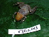  ( - CH 6393)  @11 [ ] CreativeCommons - Attribution Non-Commercial Share-Alike (2010) Copyright César Jaramillo Smithsonian Tropical Research Institute