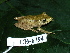  (Pristimantis caryophyllaceus - CH 6394)  @14 [ ] CreativeCommons - Attribution Non-Commercial Share-Alike (2010) Copyright César Jaramillo Smithsonian Tropical Research Institute