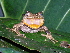  ( - CH 6397)  @11 [ ] CreativeCommons - Attribution Non-Commercial Share-Alike (2010) Copyright César Jaramillo Smithsonian Tropical Research Institute