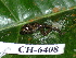  ( - CH 6408)  @11 [ ] CreativeCommons - Attribution Non-Commercial Share-Alike (2010) Copyright César Jaramillo Smithsonian Tropical Research Institute