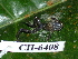  ( - CH 6408)  @11 [ ] CreativeCommons - Attribution Non-Commercial Share-Alike (2010) Copyright César Jaramillo Smithsonian Tropical Research Institute