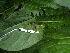  (Hyloscirtus colymba - CH 6441)  @14 [ ] CreativeCommons - Attribution Non-Commercial Share-Alike (2010) Copyright César Jaramillo Smithsonian Tropical Research Institute