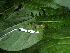  (Hyloscirtus - CH 6441)  @14 [ ] CreativeCommons - Attribution Non-Commercial Share-Alike (2010) Copyright César Jaramillo Smithsonian Tropical Research Institute