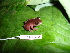  (Pristimantis pirrensis - CH 6454)  @14 [ ] CreativeCommons - Attribution Non-Commercial Share-Alike (2010) Copyright César Jaramillo Smithsonian Tropical Research Institute