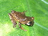  (Amphibia - CH 6745)  @16 [ ] CreativeCommons - Attribution Non-Commercial Share-Alike (2010) Copyright César Jaramillo Smithsonian Tropical Research Institute