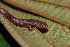  (Plethodontidae - CH 6752)  @14 [ ] CreativeCommons - Attribution Non-Commercial Share-Alike (2010) Copyright César Jaramillo Smithsonian Tropical Research Institute