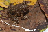  (Craugastorinae - CH 6819)  @16 [ ] CreativeCommons - Attribution Non-Commercial Share-Alike (2010) Copyright César Jaramillo Smithsonian Tropical Research Institute