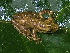  (Scinax aff. ictericus - AJC_2003)  @15 [ ] CreativeCommons - Attribution Non-Commercial Share-Alike (2010) Unspecified Smithsonian Tropical Research Institute