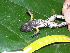  (Allobates femoralis - AJC_2008)  @11 [ ] CreativeCommons - Attribution Non-Commercial Share-Alike (2010) Unspecified Smithsonian Tropical Research Institute