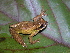  (Lophyohylinae - AJC_2013)  @14 [ ] CreativeCommons - Attribution Non-Commercial Share-Alike (2010) Unspecified Smithsonian Tropical Research Institute