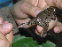  (Leptodactylus - AJC_2015)  @15 [ ] CreativeCommons - Attribution Non-Commercial Share-Alike (2010) Unspecified Smithsonian Tropical Research Institute