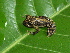  (Pristimantis eurydactylus - AJC_2020)  @14 [ ] CreativeCommons - Attribution Non-Commercial Share-Alike (2010) Unspecified Smithsonian Tropical Research Institute