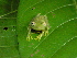  ( - AJC_2021)  @13 [ ] CreativeCommons - Attribution Non-Commercial Share-Alike (2010) Unspecified Smithsonian Tropical Research Institute