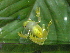  ( - AJC_2021)  @13 [ ] CreativeCommons - Attribution Non-Commercial Share-Alike (2010) Unspecified Smithsonian Tropical Research Institute