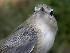  (Vireo gilvus - MBO 2440-72105)  @14 [ ] Copyright (2010) Unspecified Unspecified