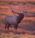  (Cervus elaphus - Elk)  @12 [ ] Unspecified (default): All Rights Reserved  Unspecified Unspecified