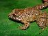  (Leptodactylus melanonotus - AJC 3848)  @14 [ ] CreativeCommons - Attribution Non-Commercial Share-Alike (2010) Andrew J. Crawford Universidad de los Andes