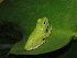  (Hypsiboas punctatus - AJC 3932)  @14 [ ] CreativeCommons - Attribution Non-Commercial Share-Alike (2011) Andrew J. Crawford Universidad de los Andes