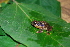  (Pristimantis bogotensis - LSB 371)  @13 [ ] CreativeCommons - Attribution Non-Commercial Share-Alike (2011) Andrew J. Crawford Universidad de los Andes