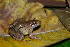  (Leptodactylus colombiensis - LSB 378)  @14 [ ] CreativeCommons - Attribution Non-Commercial Share-Alike (2011) Andrew J. Crawford Universidad de los Andes