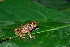  (Pristimantis carranguerorum - LSB 385)  @14 [ ] CreativeCommons - Attribution Non-Commercial Share-Alike (2011) Andrew J. Crawford Universidad de los Andes