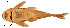  (Chaetostoma fischeri - stri-6753)  @15 [ ] Unspecified (default): All Rights Reserved  Unspecified Unspecified