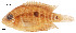  (Herotilapia - stri-13350)  @14 [ ] Unspecified (default): All Rights Reserved  Unspecified Unspecified