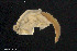  ( - BGE_00229_C01)  @11 [ ] Creative Commons  Attribution Non-Commercial Share-Alike (2023) NTNU University Museum, Department of Natural History NTNU University Museum, Department of Natural History