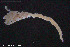  ( - BGE_00229_C03)  @11 [ ] Creative Commons  Attribution Non-Commercial Share-Alike (2023) NTNU University Museum, Department of Natural History NTNU University Museum, Department of Natural History